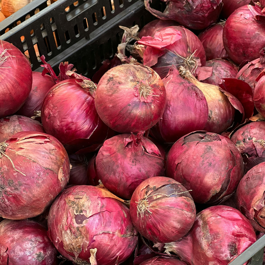 (Long Day) Redwing Onion Plants