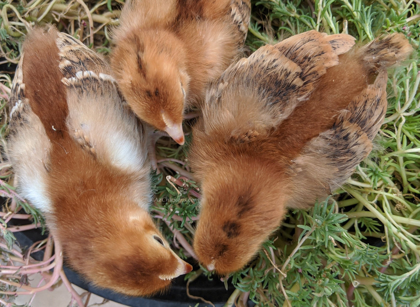 Rhode Island Red Chicks – Buy 10 + 5 Bonus Free (15 All-Female, Shipping Included) - Blessings Grow Meadows