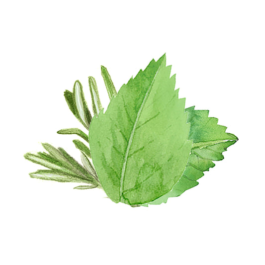 A watercolor of three green mint leaves and rosemary, set on a white background, perfectly captures the essence of Rustic Strengths Rosemary & Mint Essential Oil Blend. Ideal for aromatherapy or natural oil themes.
