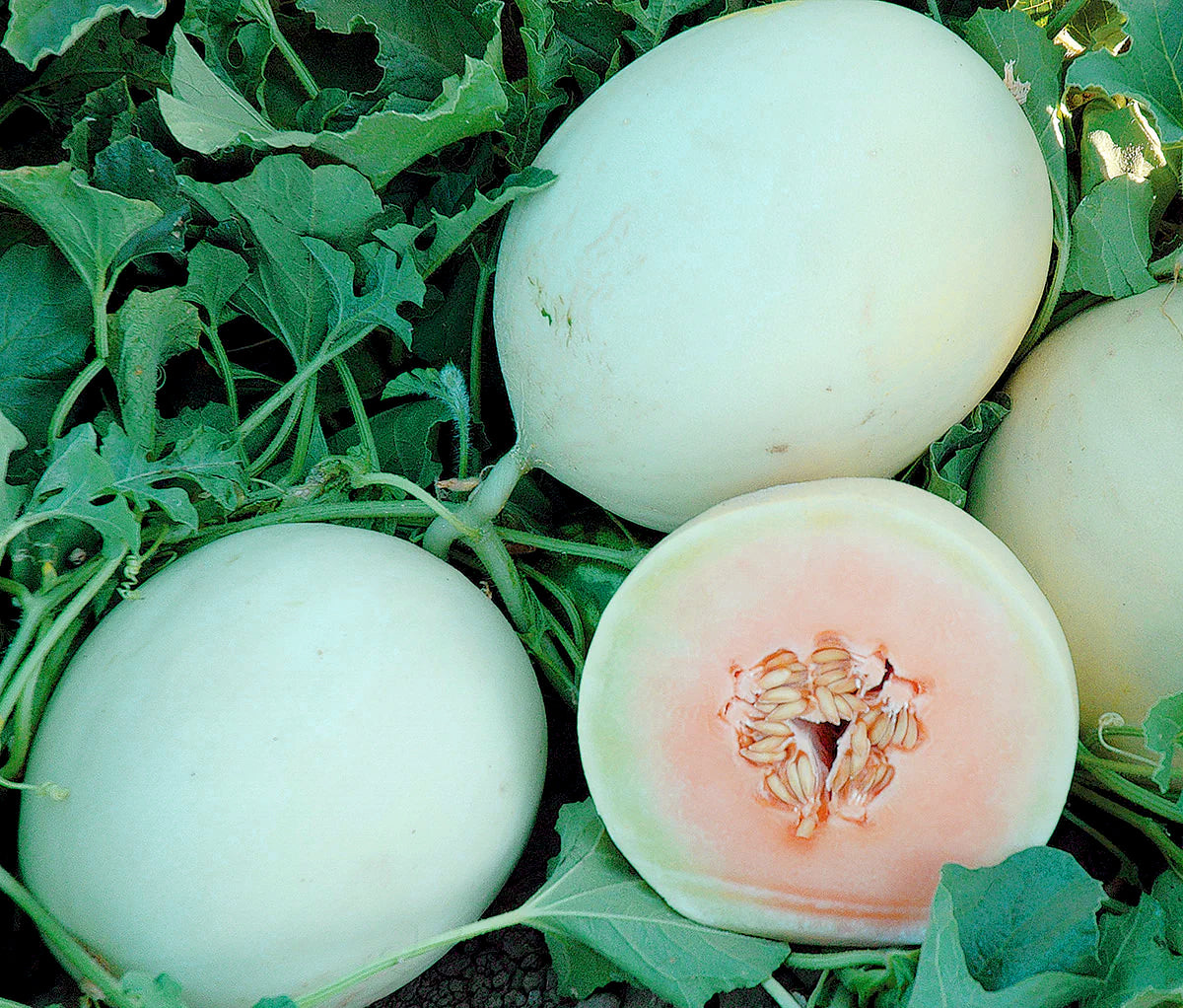 Double Dew Improved Hybrid Melon Seeds - Blessings Grow Meadows