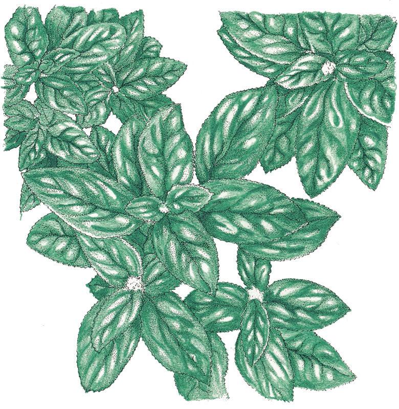 Genovese Basil Seeds (Organic) - Blessings Grow Meadows