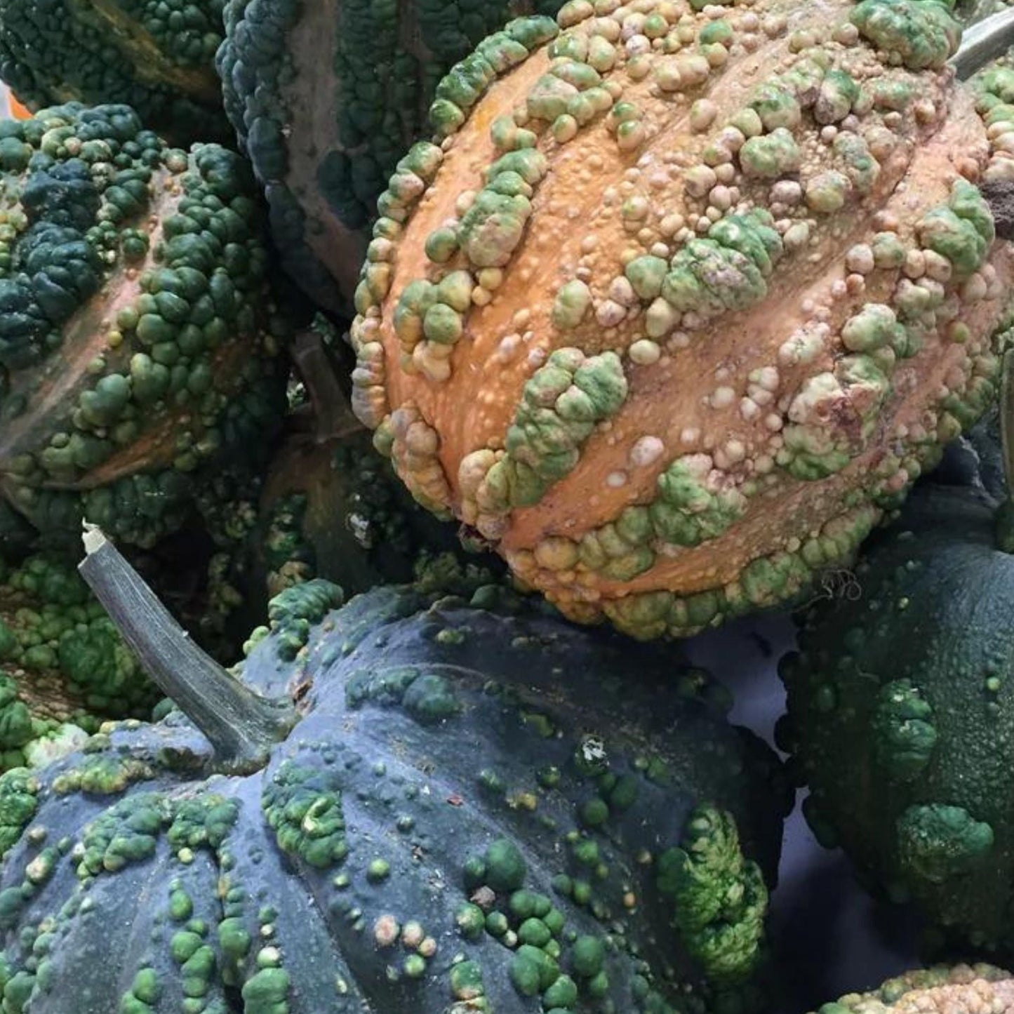 Musquee De Maroc Squash - Blessings Grow Meadows