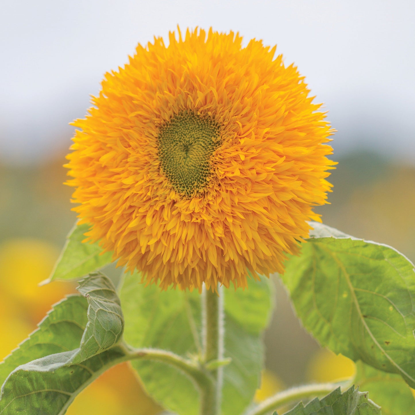 Sungold Tall Sunflower - Blessings Grow Meadows