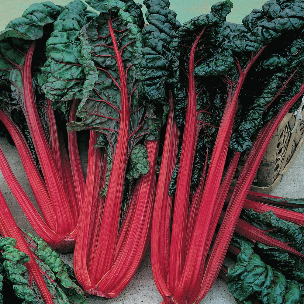 Ruby Red Swiss Chard - Blessings Grow Meadows