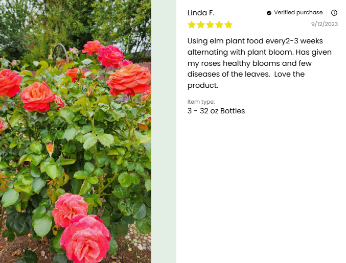 A bush with vibrant pink roses blooms among green leaves in a garden, while a customer review on the right praises Elm Dirt’s Plant Juice organic plant food.