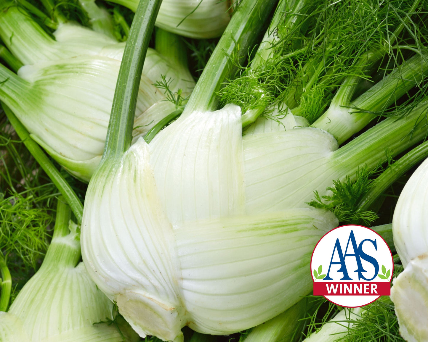 Florence Fennel Seeds - Blessings Grow Meadows