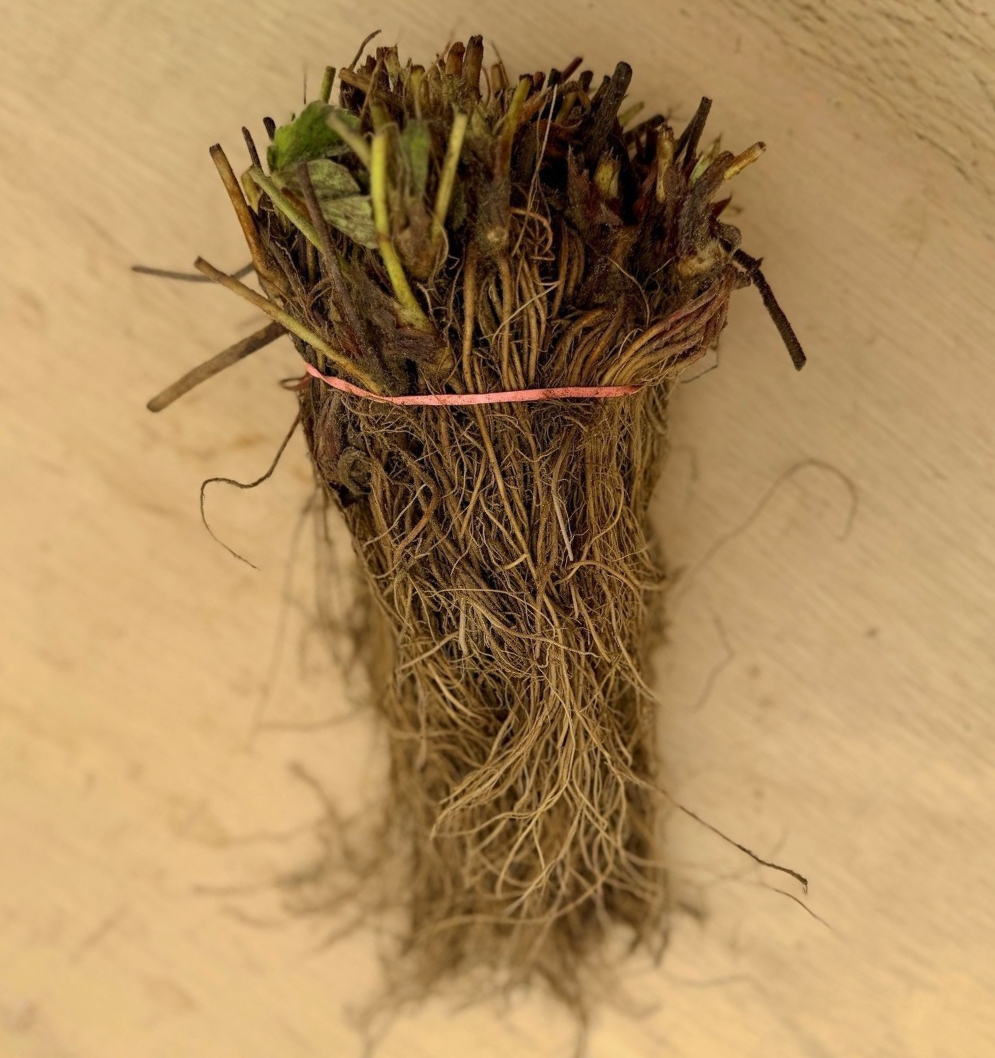 Bare root Cabot strawberry plants from The Farm On Central ready for planting in the garden.