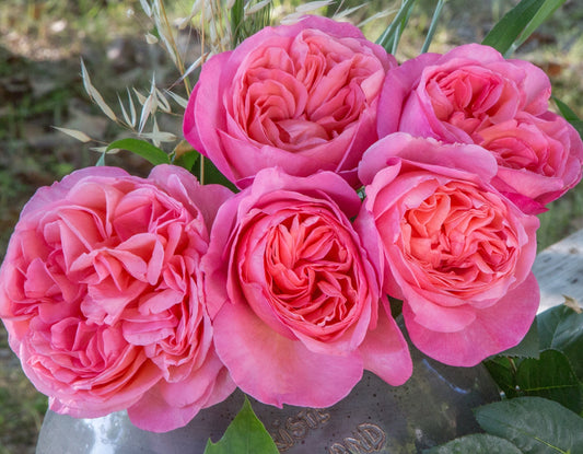 Fresh Garden Living Parfuma Summer Romance Floribunda Rose plant in a 1.5-gallon pot, showcasing vibrant blooms and lush foliage.