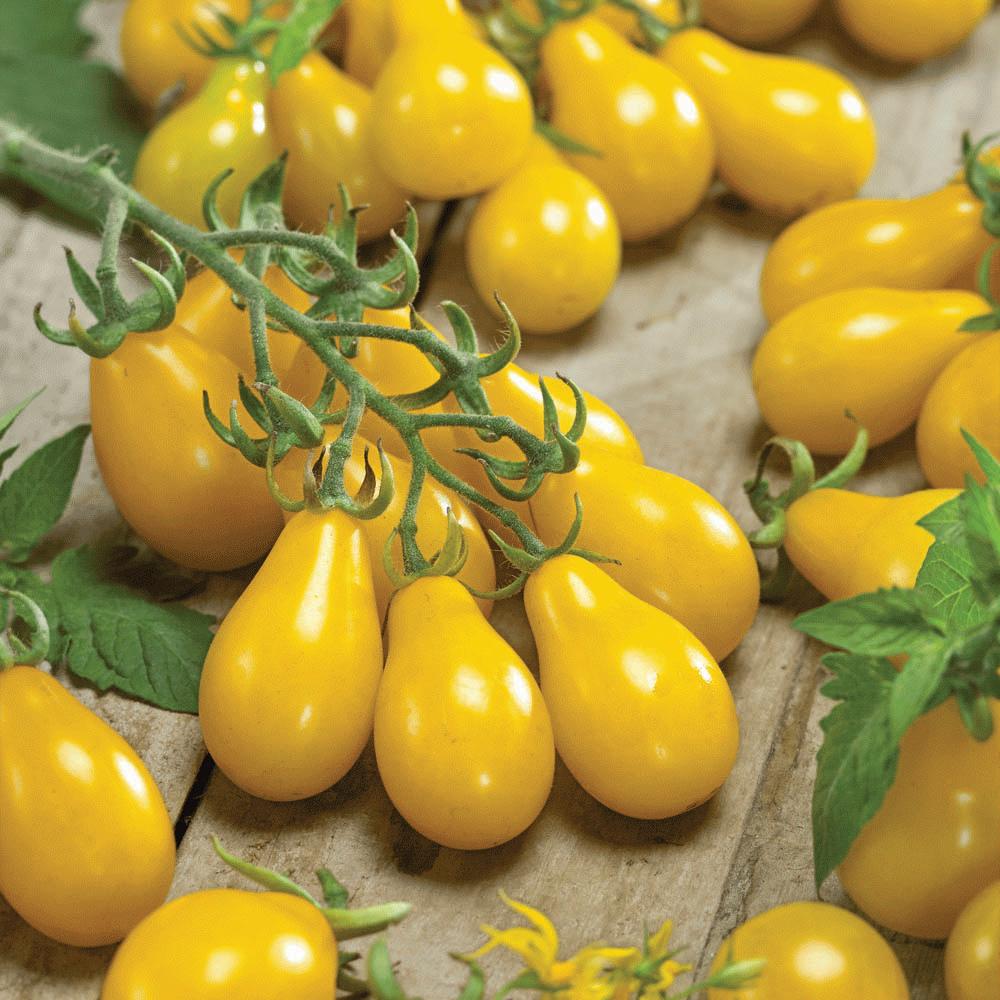 Yellow Pear Tomato - Blessings Grow Meadows
