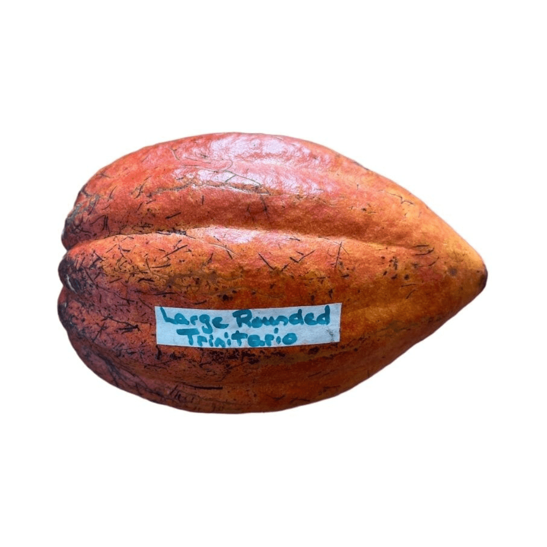Trinitario Cacao Large Rounded Red Chocolate Tree Orange - Blessings Grow Meadows -