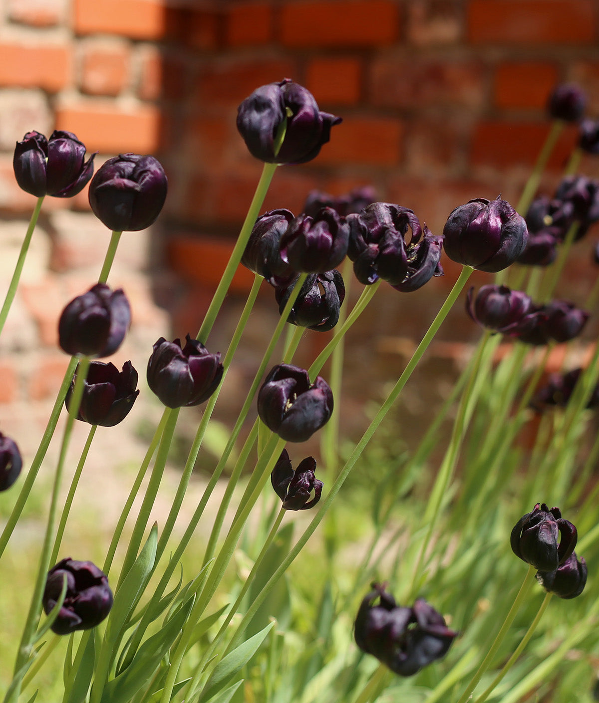Black Hero Double Late Tulip - 10 bulbs