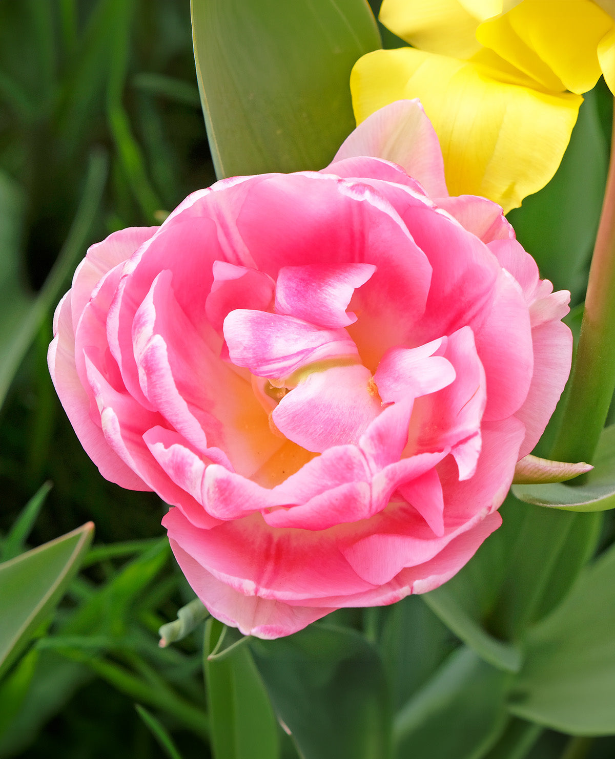 Foxtrot Paris Double Early Tulip - 10 bulbs