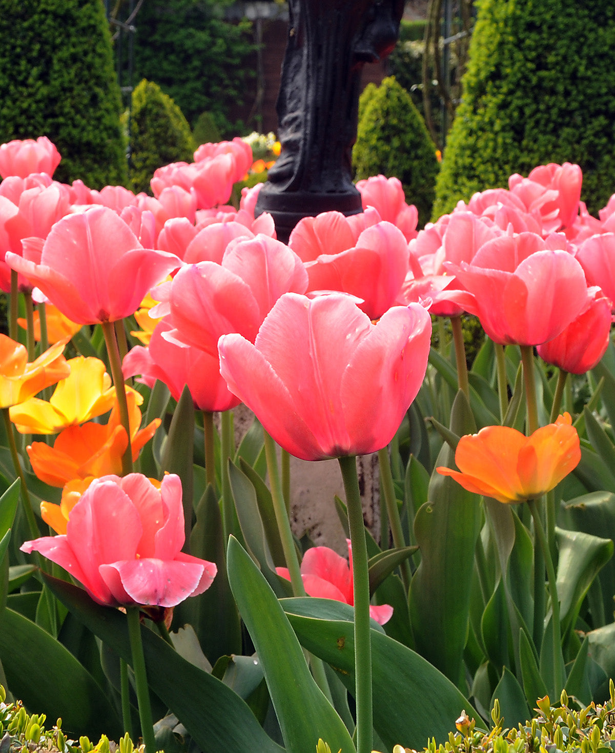 Pink Impression Darwin Hybrid Tulip - 10 bulbs