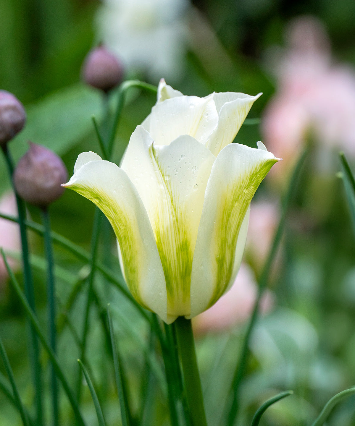 Spring Green Viridiflora Tulip - 10 bulbs