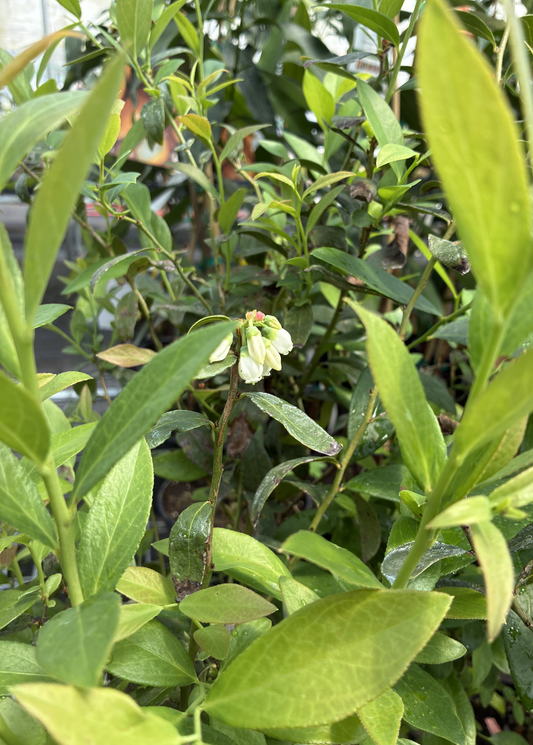 Blueberry 'Pink Lemonade' fruiting plant with green leaves and developing berries, grown by Sow Exotic.