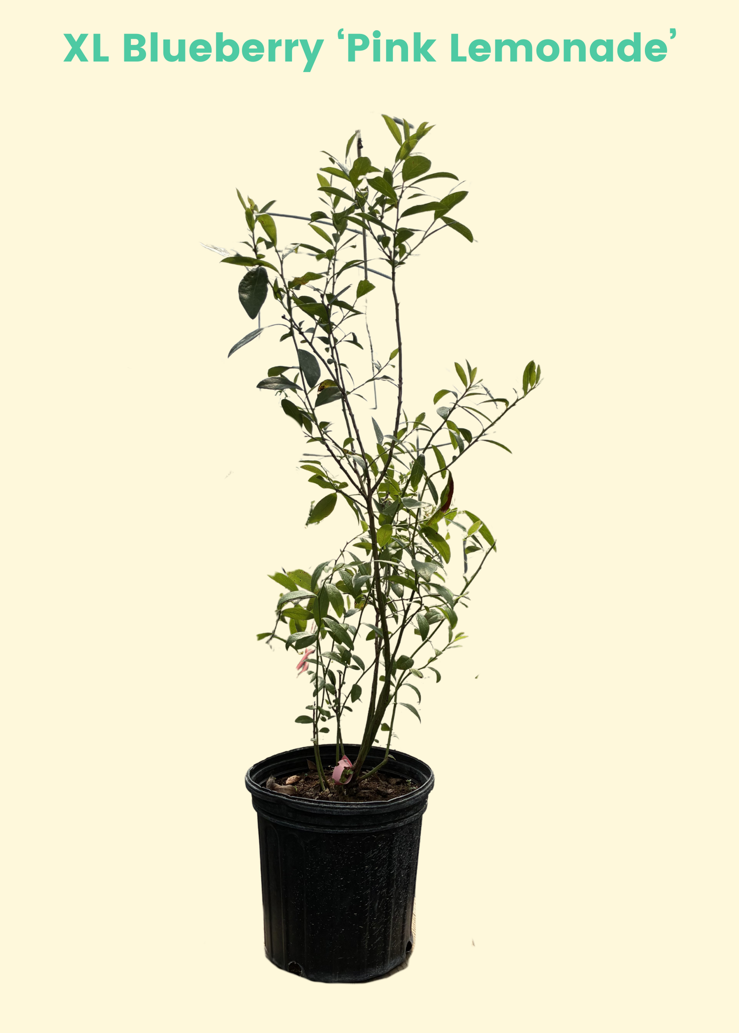 Blueberry 'Pink Lemonade' fruiting plant by Sow Exotic, showcasing vibrant leaves and developing blueberries on the shrub.