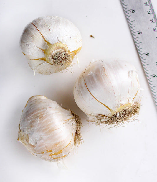 Three white Giant Allium bulbs from BloomingBulb, showcasing their smooth, round shape and fresh, healthy appearance.