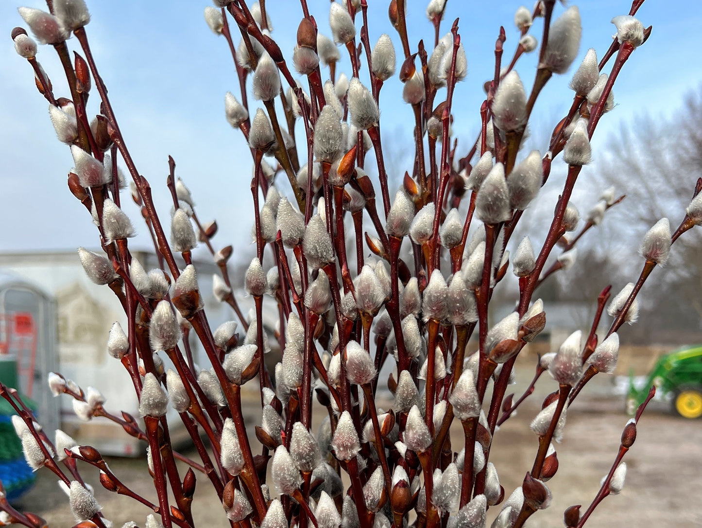 Showy Catkin Pussy Willow Mix (Free Shipping)