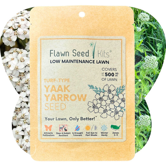 Yaak Yarrow 'Turf-Type' Seed - Blessings Grow Meadows