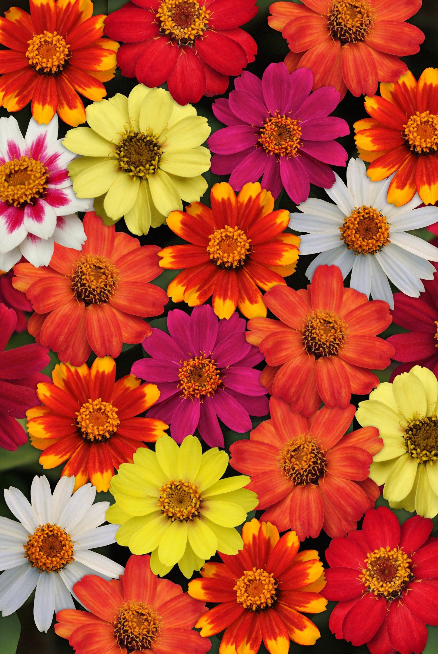 Zahara Series Formula Mix Zinnia Seeds - Blessings Grow Meadows