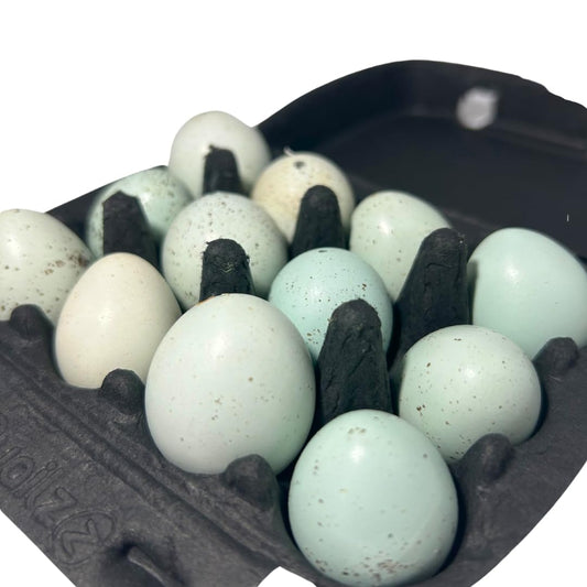Set of 10 hollowed celadon quail eggs for crafts, natural empty eggs with a smooth, glazed surface from Quailz.com by Undique LLC.