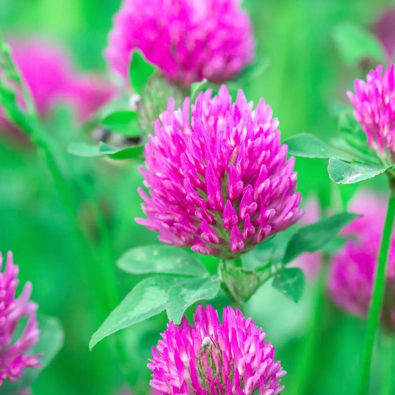 Medium red clover flower seeds from Alliance of Native Seedkeepers, showing vibrant red seed packets for planting