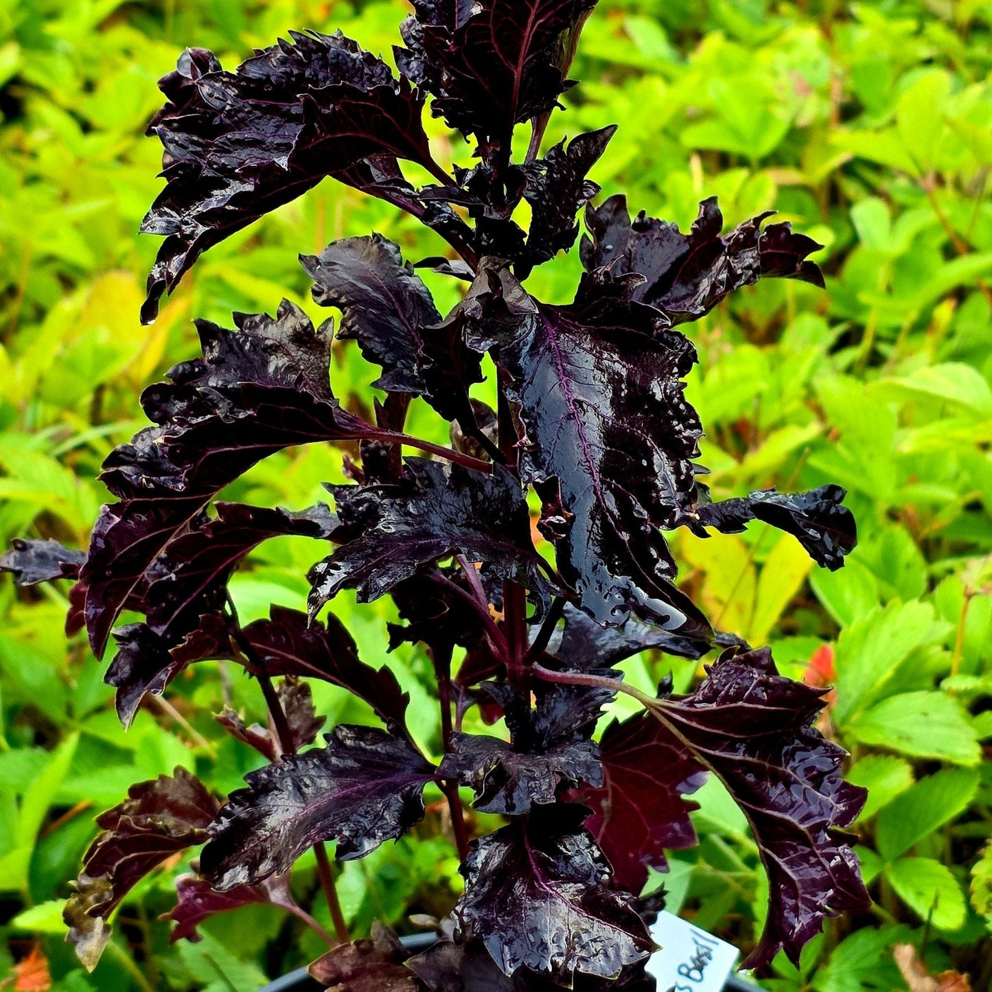 Purple Ruffles basil herb seeds from Alliance of Native Seedkeepers, showcasing vibrant purple ruffled basil seed packets.