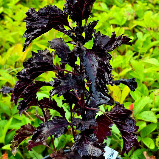 Purple Ruffles basil herb seeds from Alliance of Native Seedkeepers, showcasing vibrant purple ruffled basil seed packets.