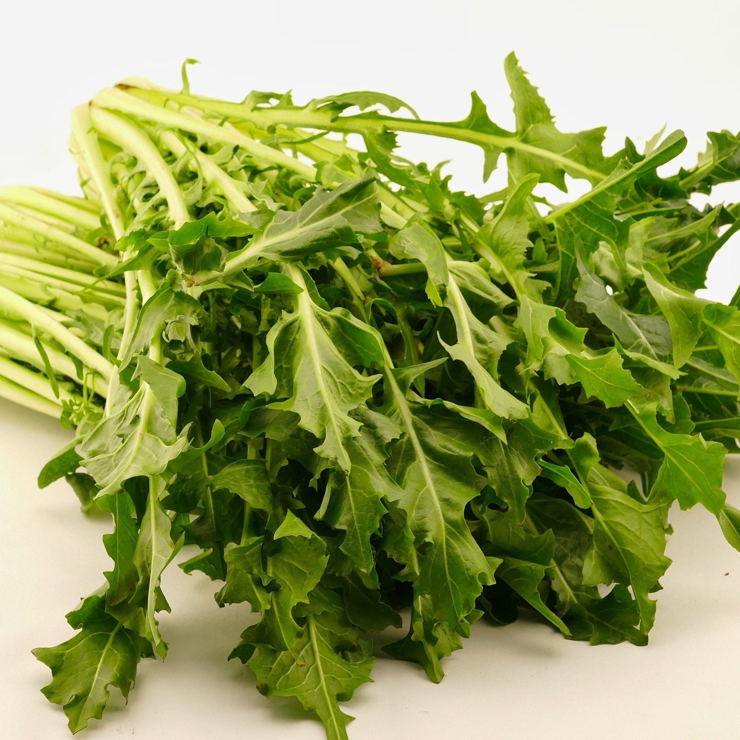 Bundle of Alliance of Native Seedkeepers Chicory Seeds from Oasis, herb seeds for planting and gardening.
