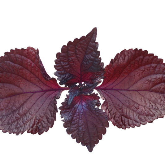 Shiso Seeds Murasakino herb seeds from Alliance of Native Seedkeepers, showing vibrant green and purple seed packets.