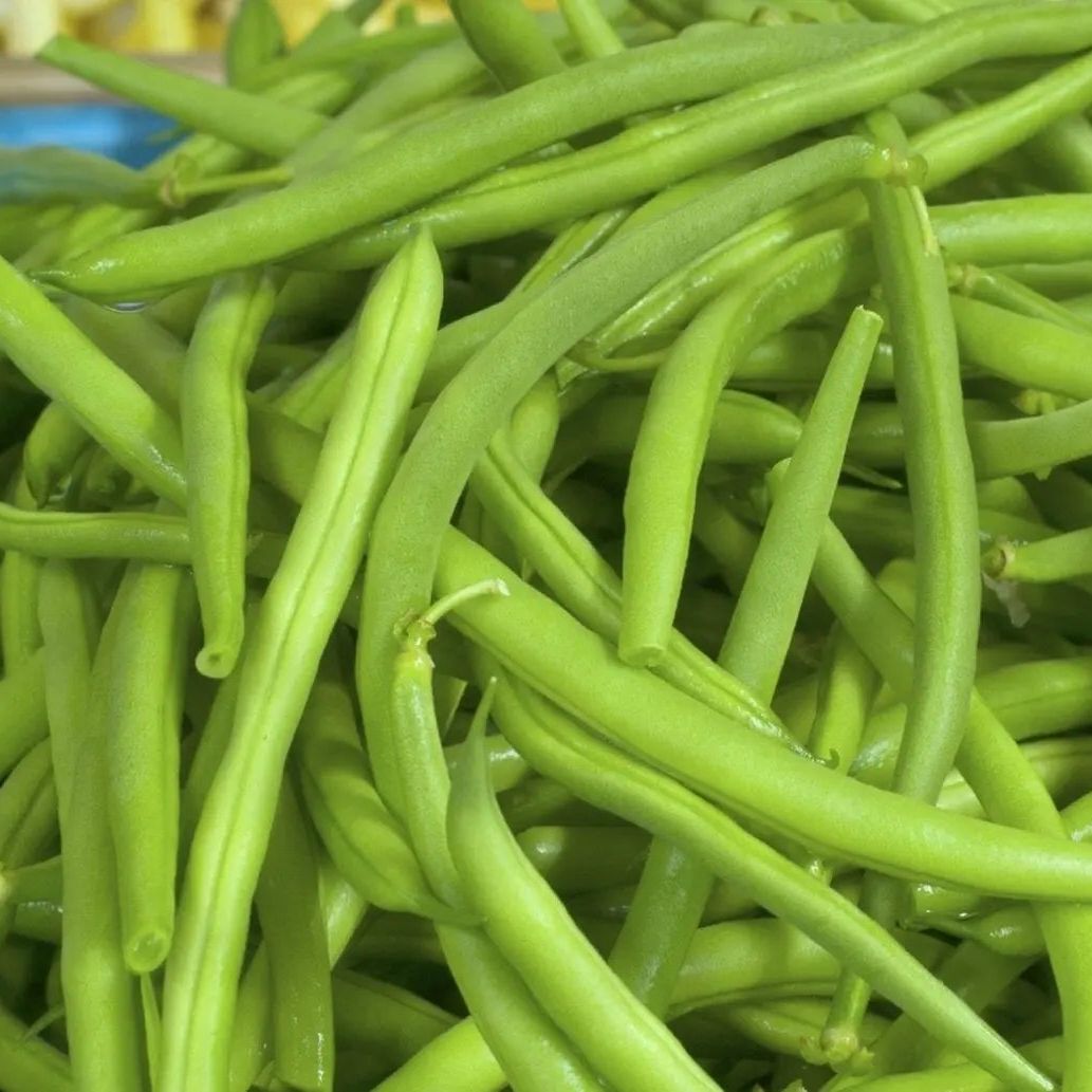Bush bean seeds from Alliance of Native Seedkeepers, Jade Bush variety, vibrant green vegetable seeds for planting.