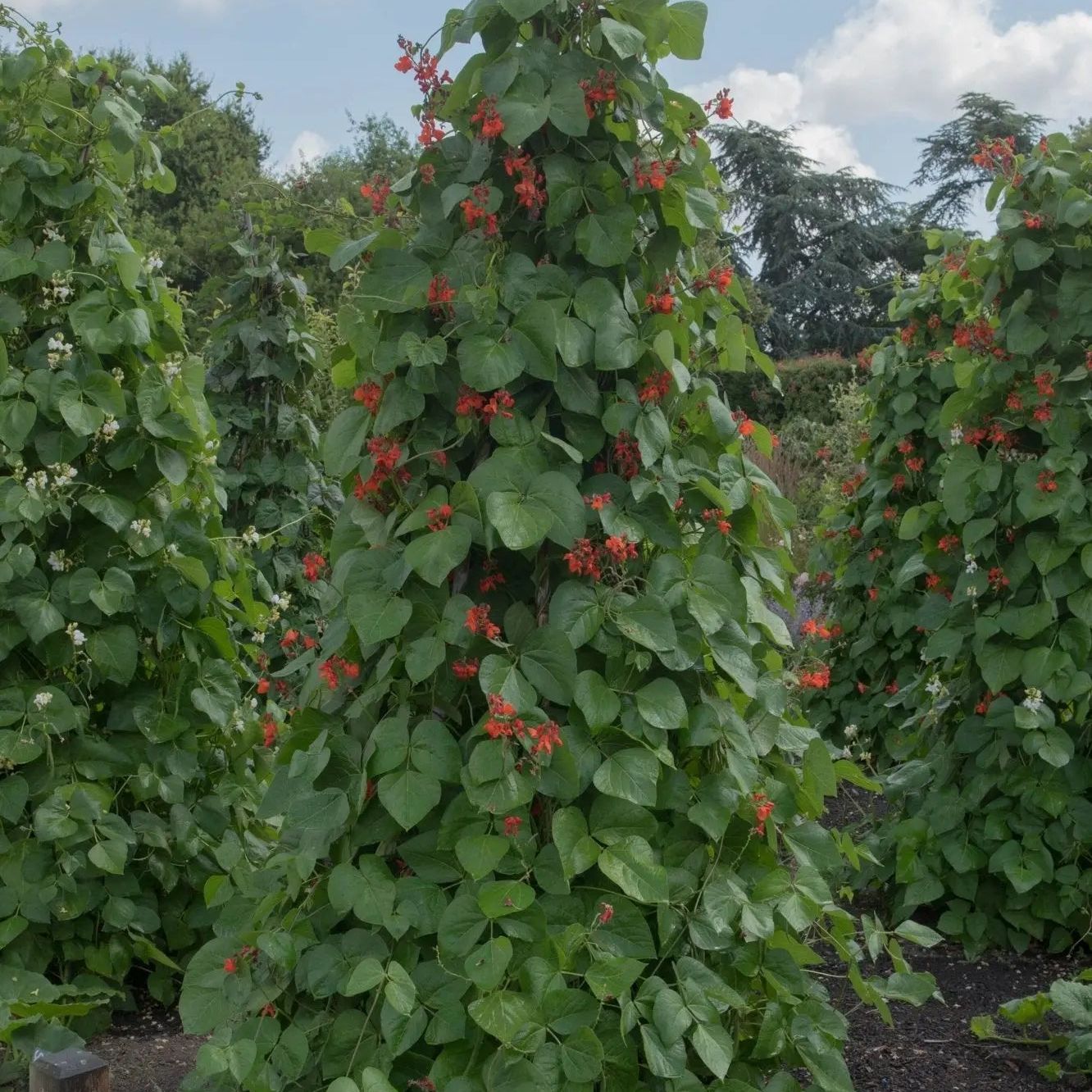 Pole runner bean seeds, Bear Paw variety, from Alliance of Native Seedkeepers, showing healthy green bean plants with vines and pods.