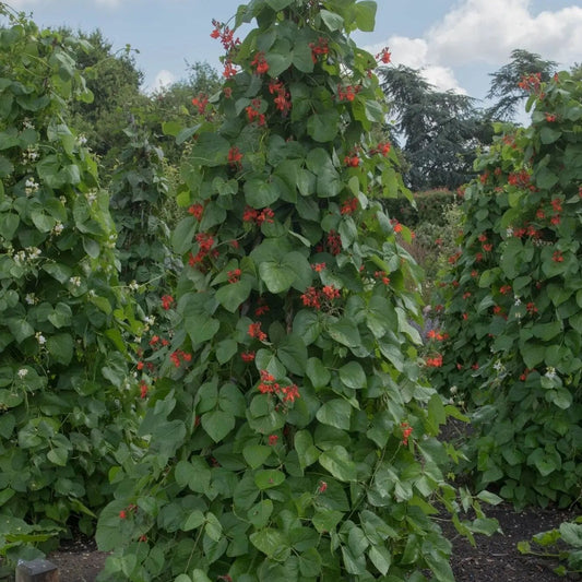 Pole runner bean seeds, Bear Paw variety, from Alliance of Native Seedkeepers, showing healthy green bean plants with vines and pods.
