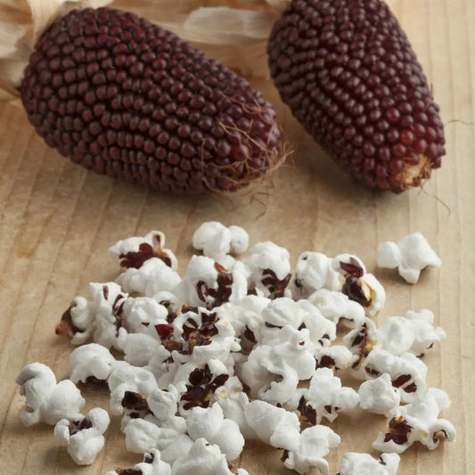 Red strawberry popcorn corn seeds from Alliance of Native Seedkeepers, vibrant kernels ideal for home popcorn growing.