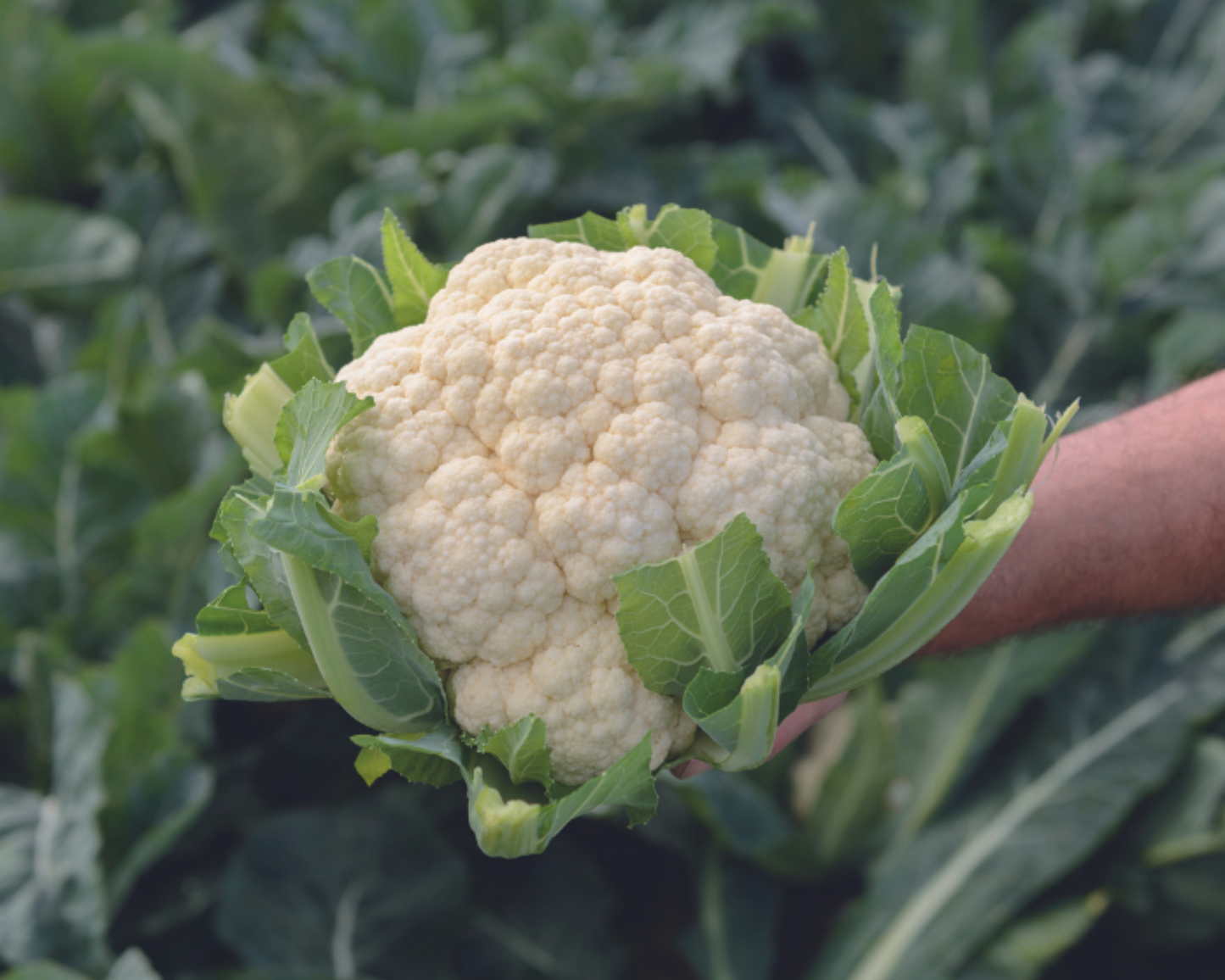 Amazing Cauliflower Seeds - Blessings Grow Meadows