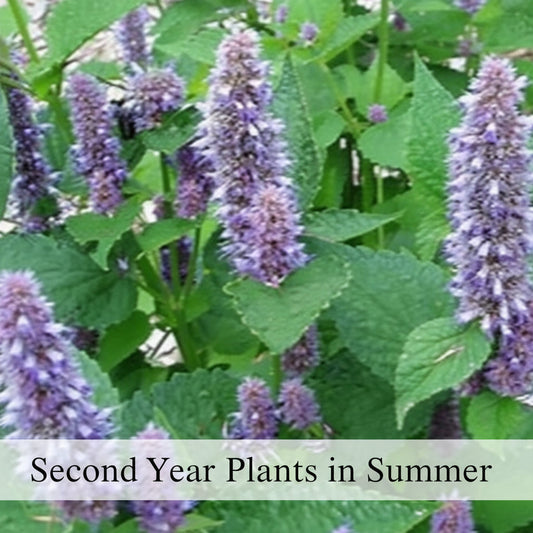 Live Anise Hyssop plant by Steep Hill Garden, native pollinator perennial, showing green leaves and flowering spikes.