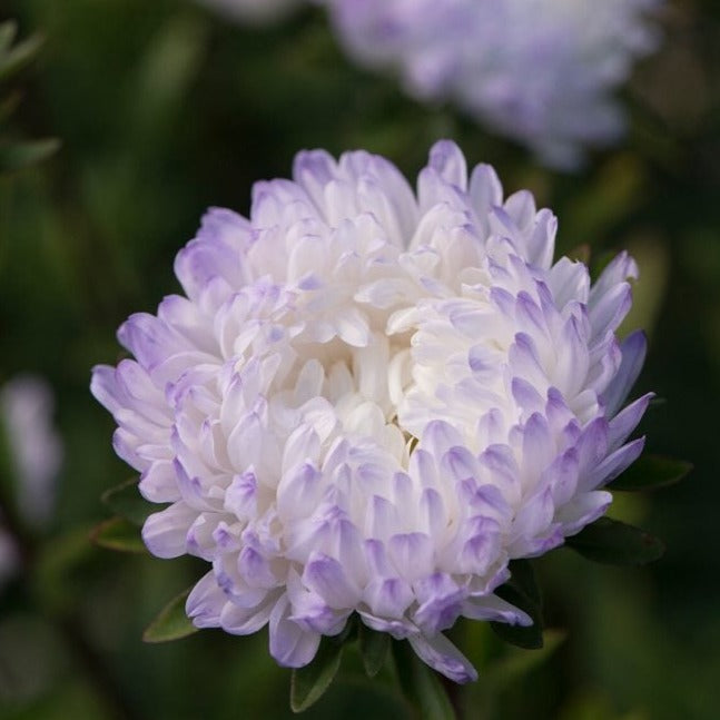 Silver Aster - Blessings Grow Meadows