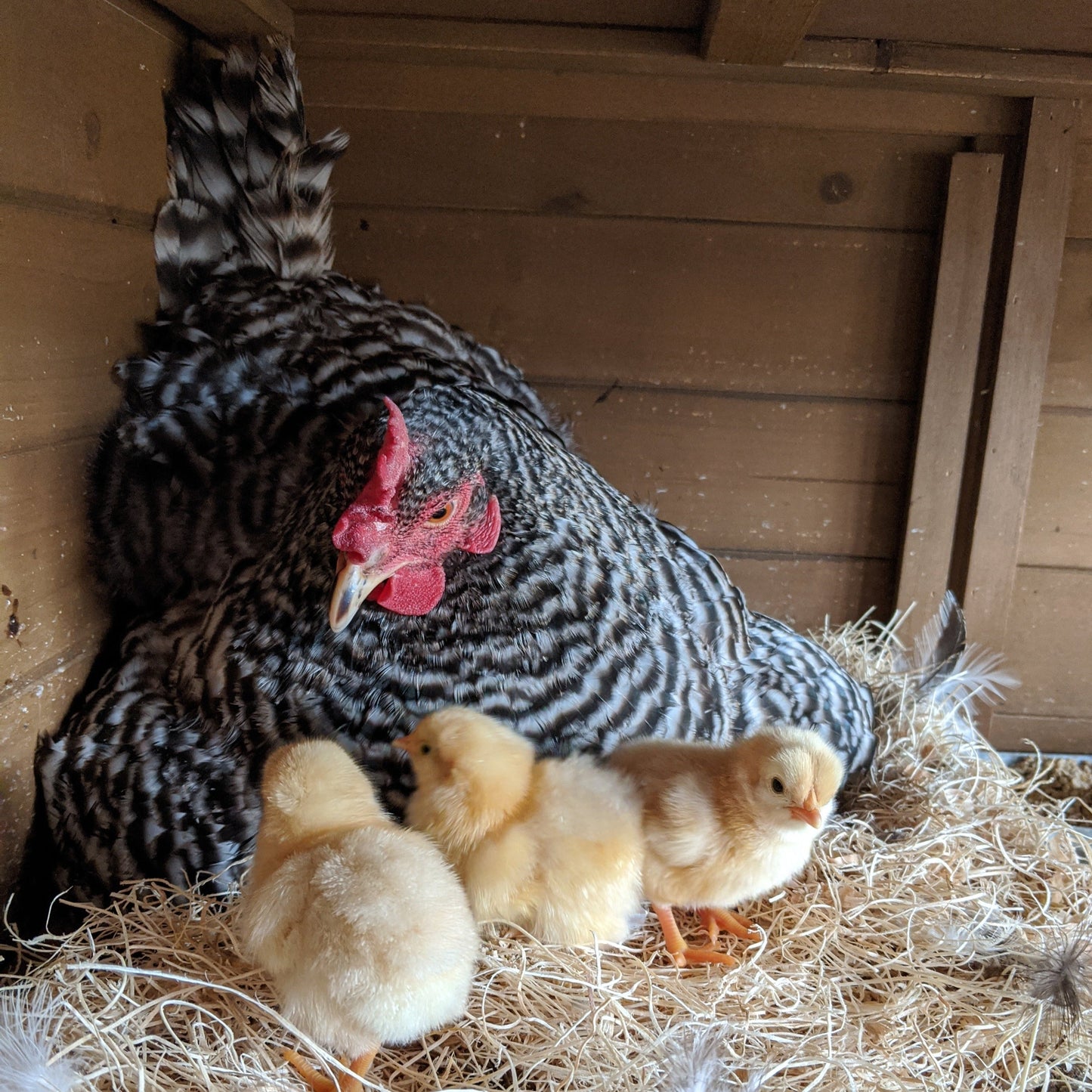 Barred Rock Chicks – Buy 10 + 5 Bonus Free (15 All-Female, Shipping Included) - Blessings Grow Meadows