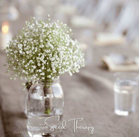 Perennial Baby’s Breath seeds from Southern Seeds, small seed packet with gypsophila paniculata variety for garden planting.