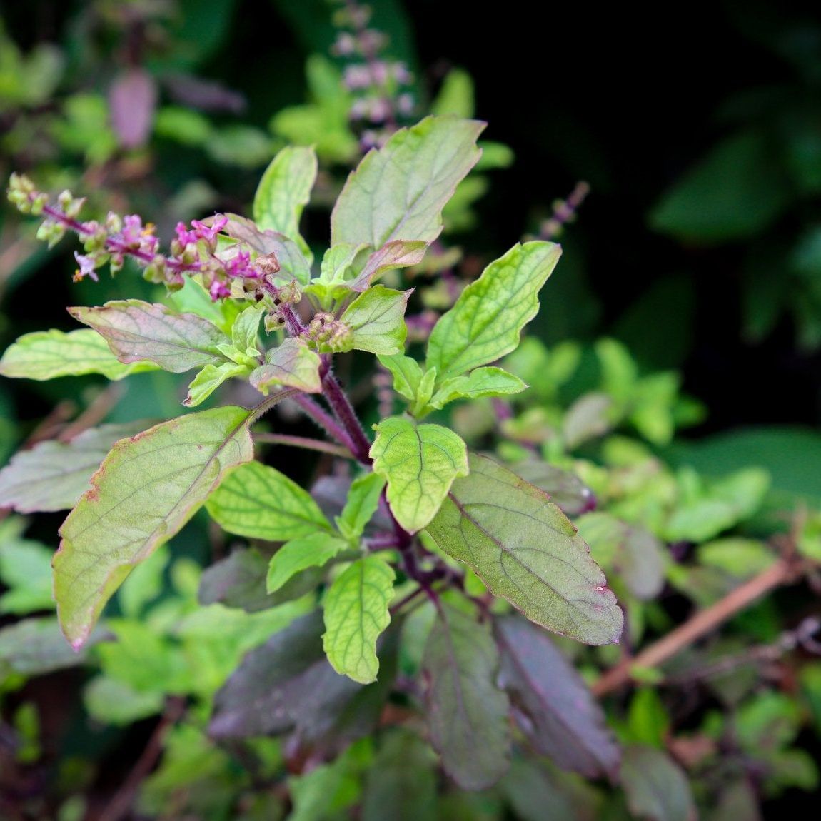 Basil Seeds - Red Leaf Holy Basil - Blessings Grow Meadows