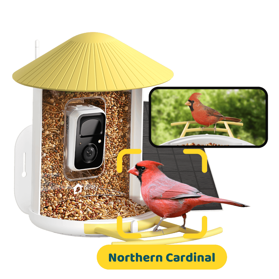 Birdfy solar-powered smart bird feeder with camera in blue, featuring a solar panel and designed for bird watching and monitoring.