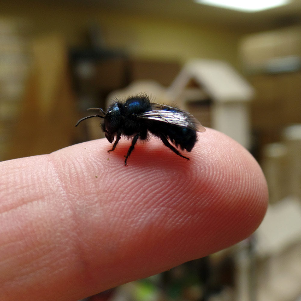 Buy Mason Bees | 40+ OBA Certified Cocoons with 2 Day Shipping