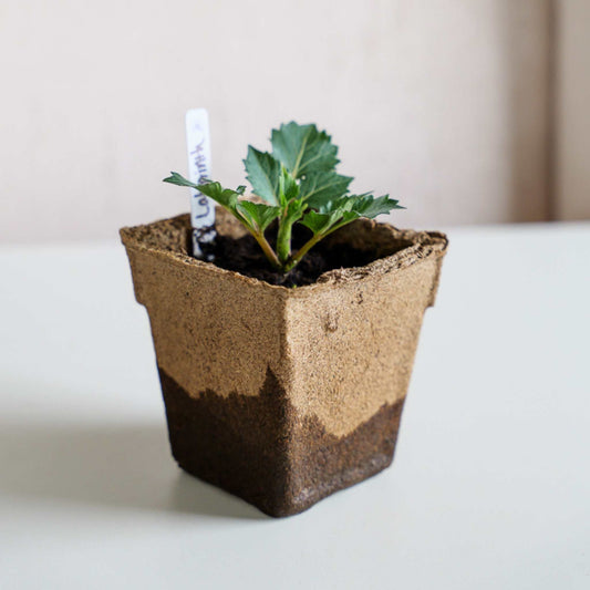 Four CowPots® #4 Square biodegradable plant pots from Bootstrap Farmer, made of compostable material for sustainable gardening.