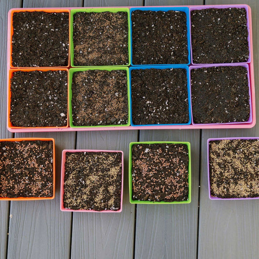 Bootstrap Farmer 5x5 shallow microgreen trays with multicolor inserts, no holes, perfect for microgreen growing.