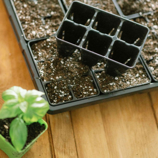 Photography of a black plastic seed starting tray filled with soil and a small basil plant in a green pot on a wood surface showing dark soil light perlite and vibrant green leaves