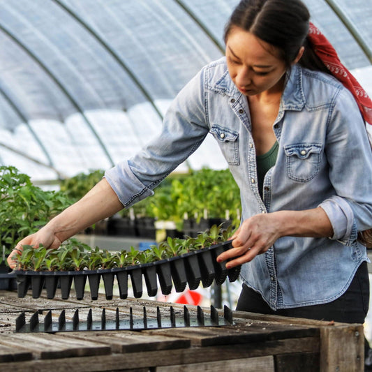 Inside a greenhouse filled with cell trays and seedlings, a woman in a denim shirt and red scarf uses the Bootstrap Farmer Plug Popper for Cell Trays as she places young plants onto a wooden table.