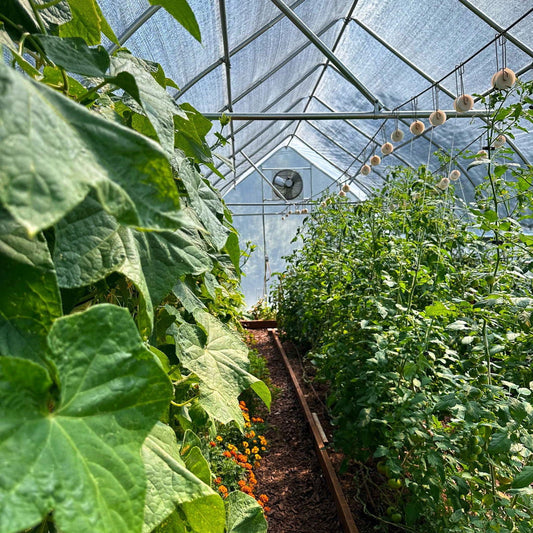 Bootstrap Farmer greenhouse shutter mount exhaust fan in green, showing the fan's blades and mounting frame for ventilation.