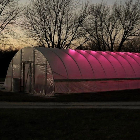Photograph of a pink-lit greenhouse at dusk featuring a transparent plastic structure against a backdrop of bare trees and a subtle sunset sky showcasing the ribbed roof unique lighting and a visible door