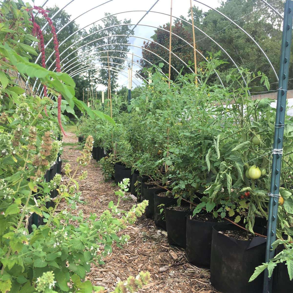 Rows of potted plants, including tomato plants with green tomatoes, grow in Bootstrap Farmer Black Grow Bags (2 to 50 Gallon) beneath a metal hoop greenhouse frame in an outdoor garden with wood chip paths and trees in the background.
