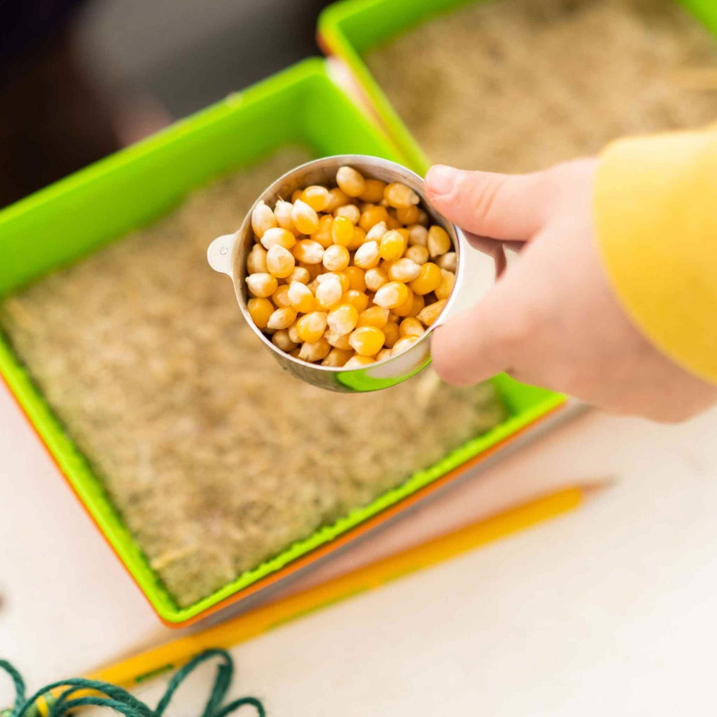 Photograph showing a hand pouring yellow and white popcorn kernels from a metal measuring cup into a bright green tray filled with soil-like material